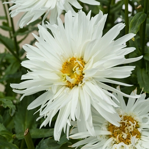 Leucanthemum Whisker White